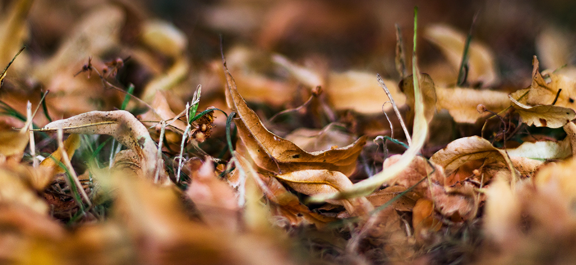 Fall-Patio