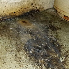 Mold Featured Image