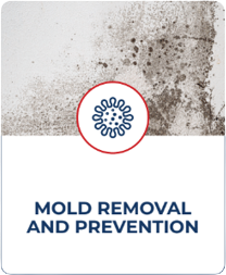 Mold removal and prevention