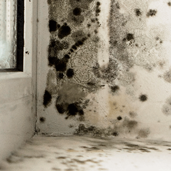 MBD_Crawl Space Repair_Mold Prevention_1 1